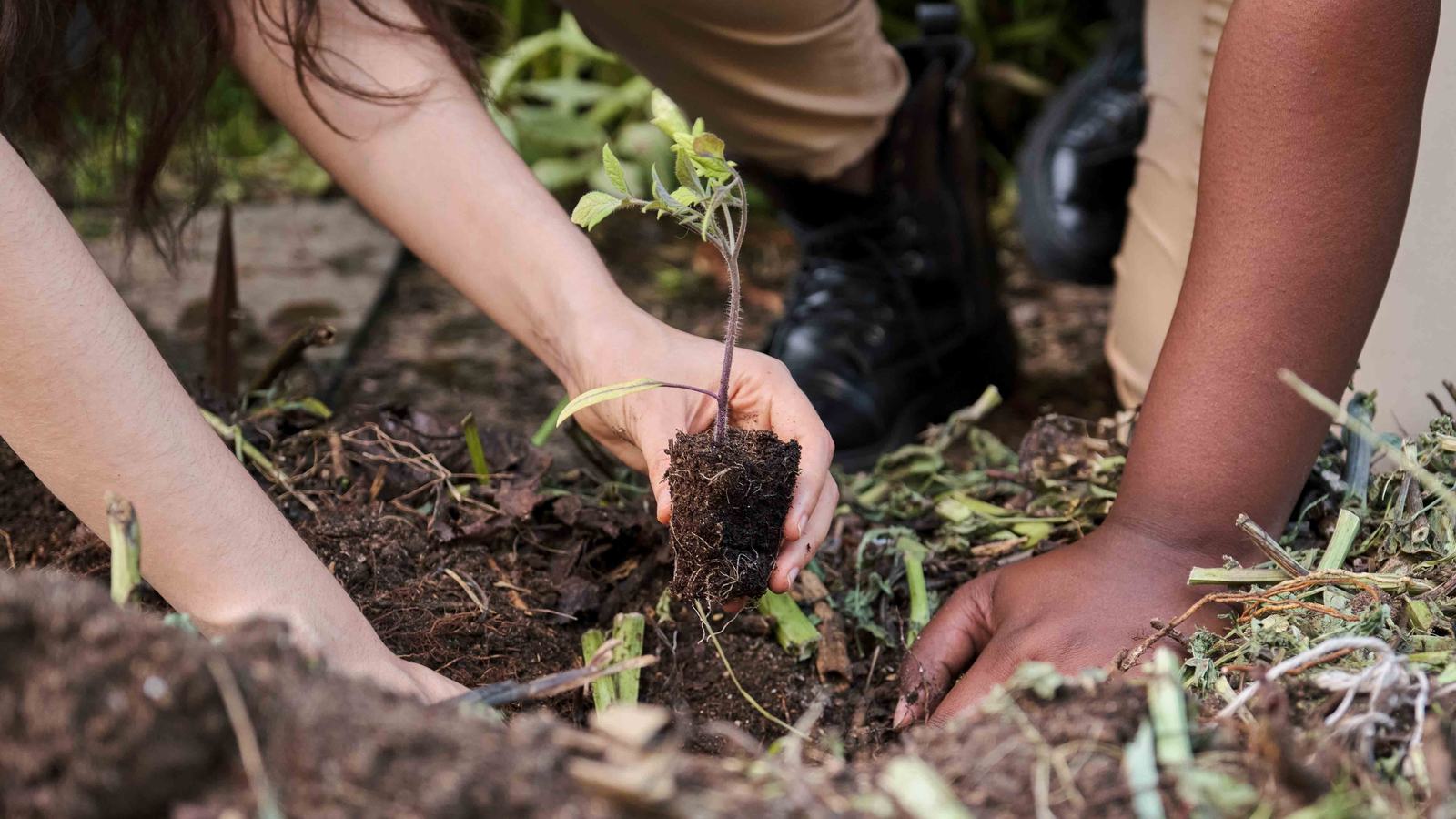 Closeup of young people’s hands, planting seedlings
