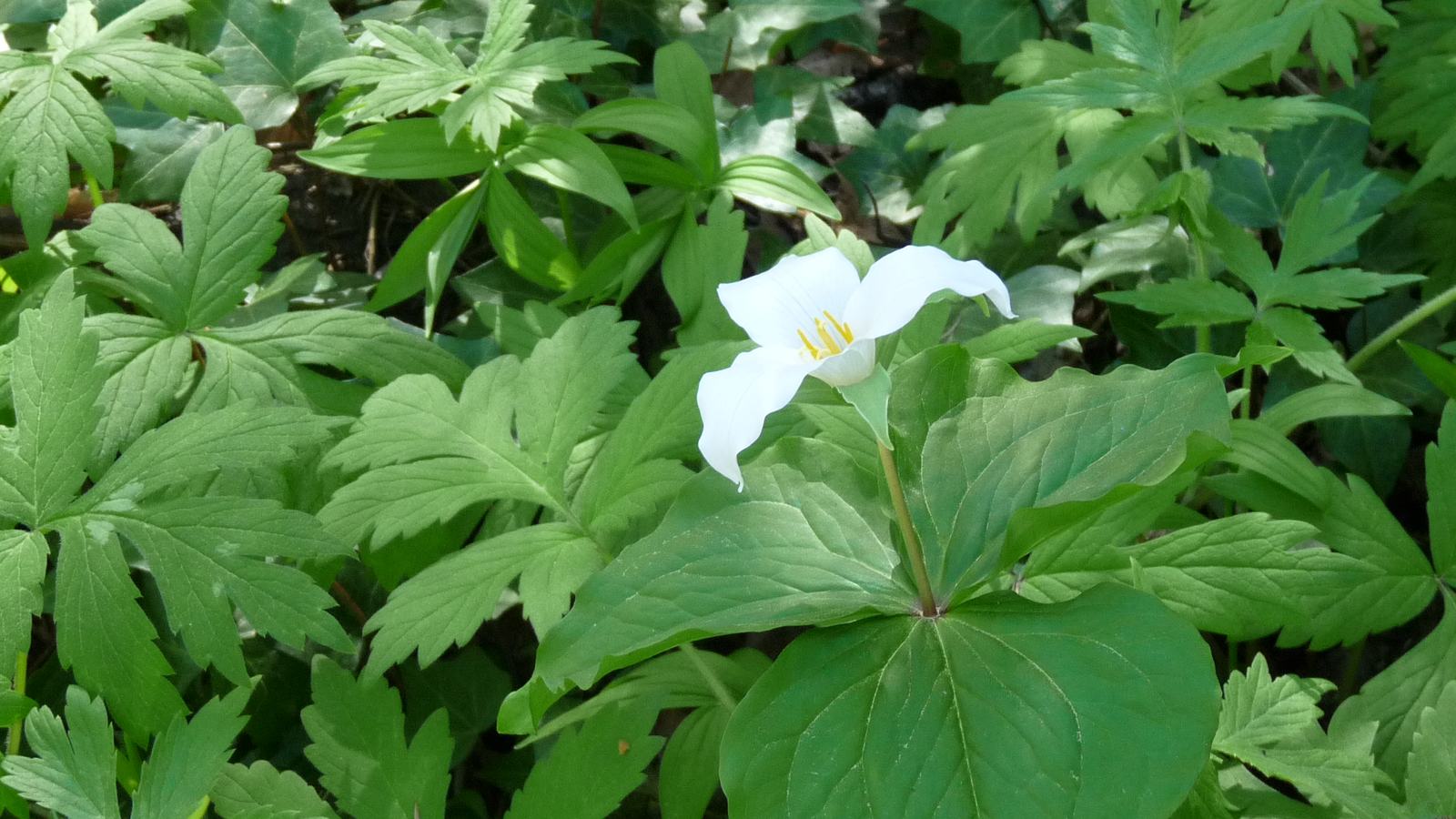 Trillium flower at Tryon Creek Park