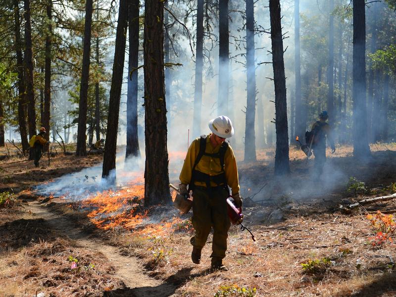Firefighter creating a backburn