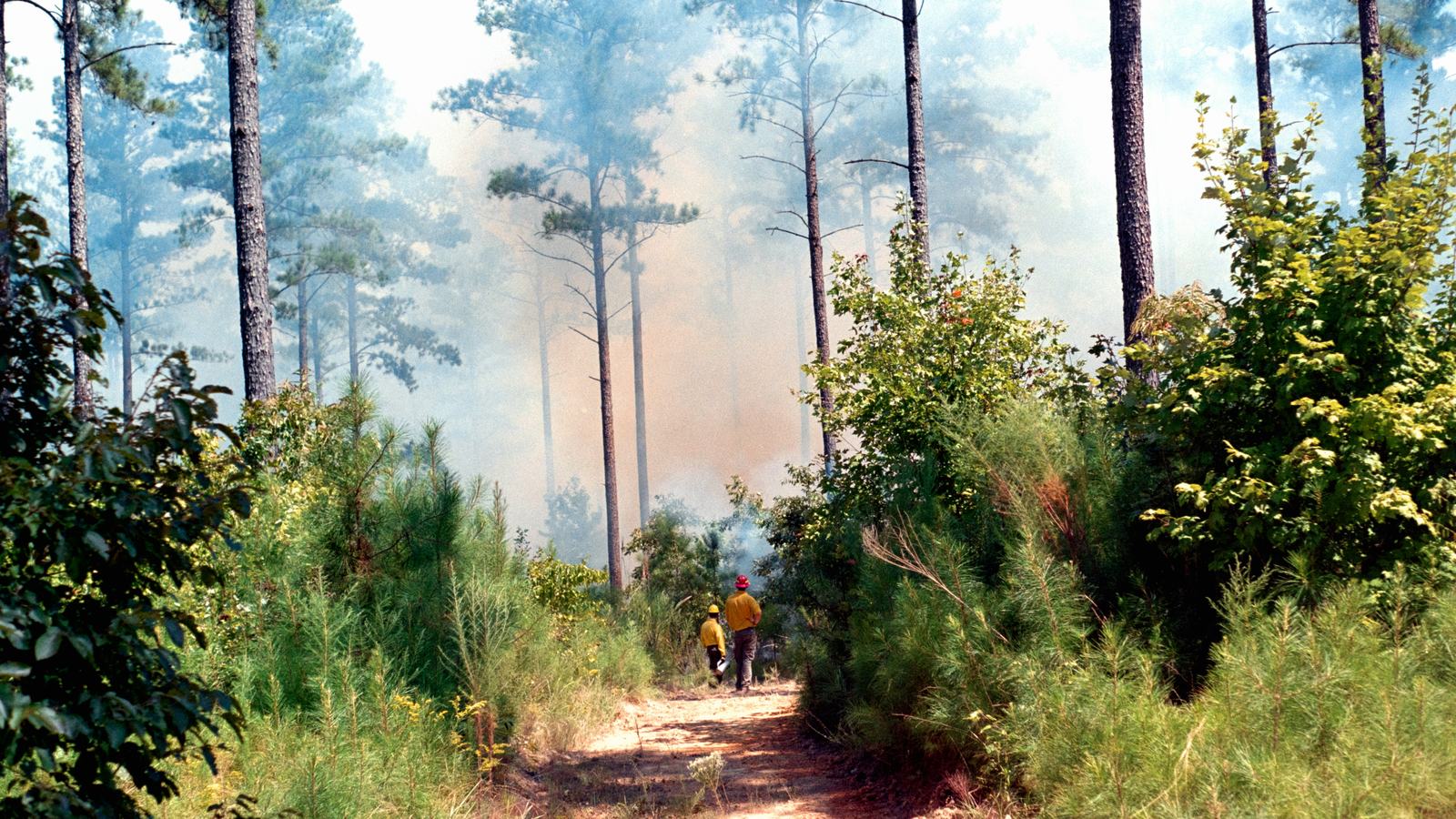 Fire crew walking up a forest road through smoke