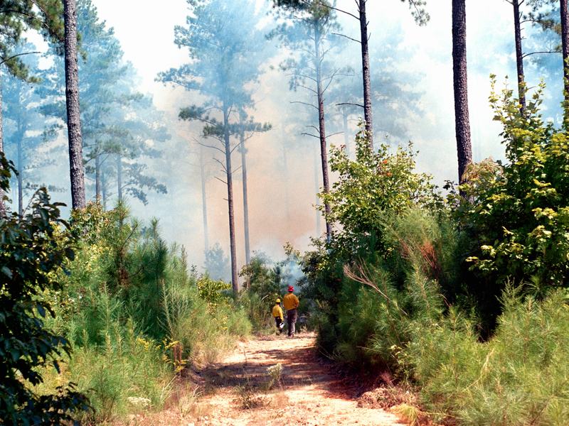 Fire crew walking up a forest road through smoke
