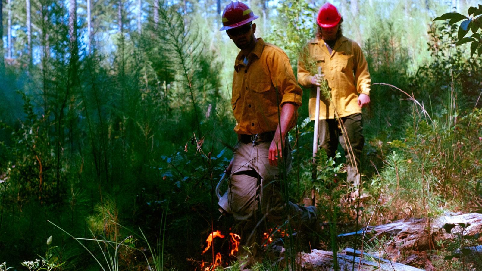 Firefighters starting a proscriptive burn