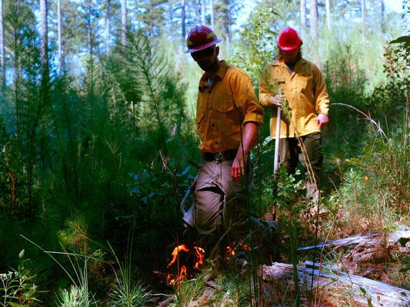 Firefighters starting a proscriptive burn