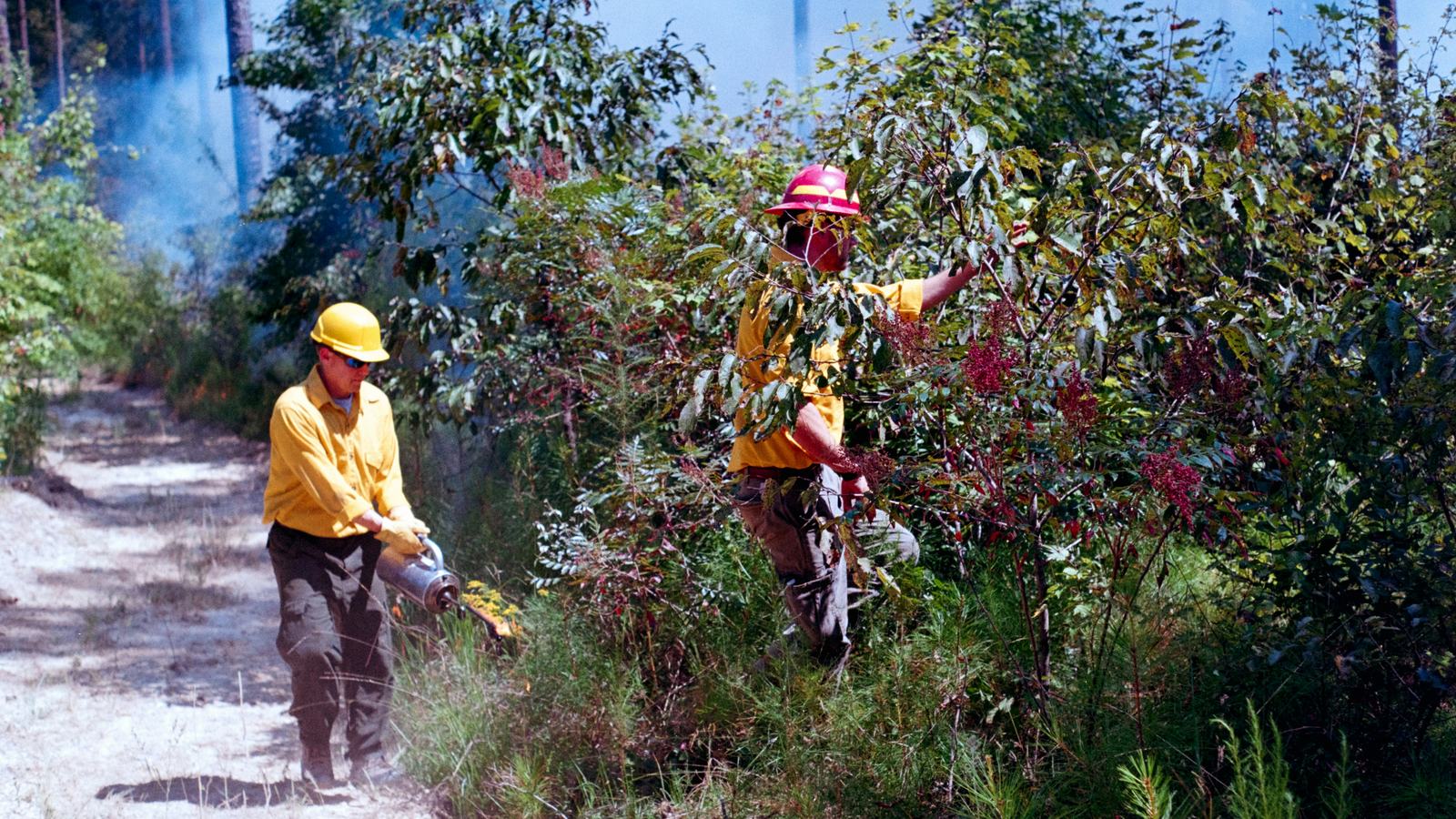 Firefighters clearing brush and starting a proscribed burn