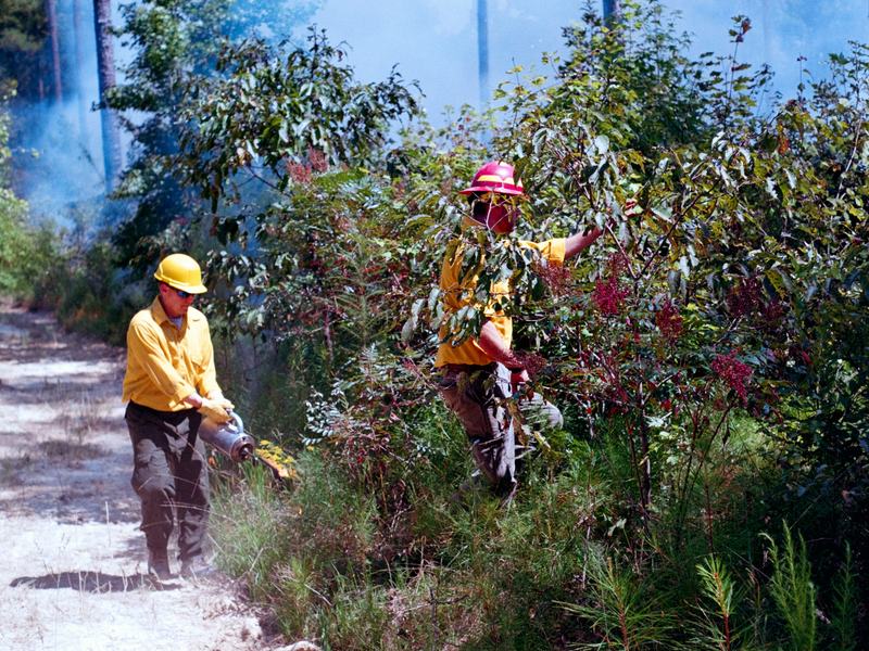 Firefighters clearing brush and starting a proscribed burn