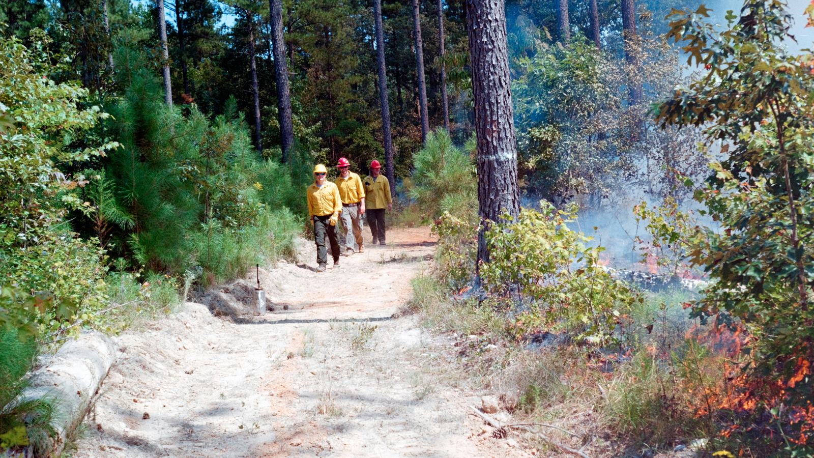 Fire crew walking up a forest road past a small fire