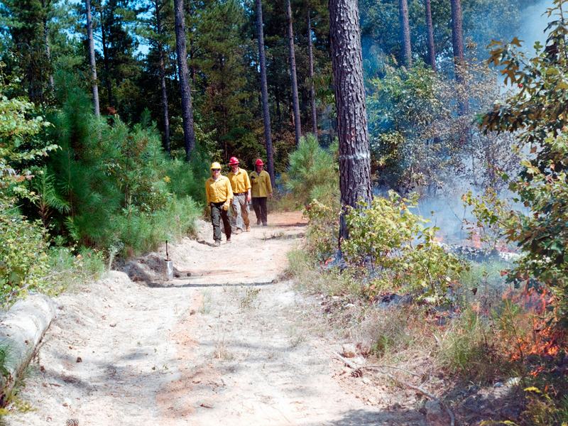 Fire crew walking up a forest road past a small fire