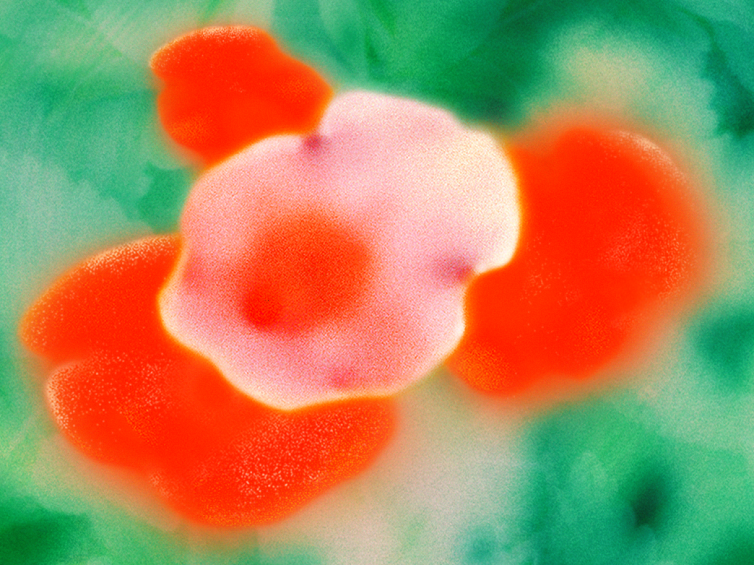 (Abstract image of a flower)